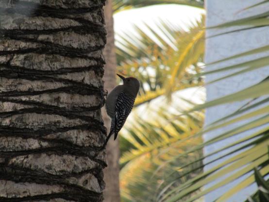 Gila Woodpecker perched on a palm tree