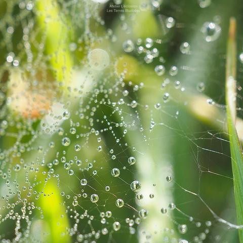 Goutte de rosée comme des billes sur toile d'araignée avec en fond l'herbe