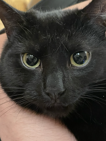 A close up of a black cat with green eyes and black whiskers (Jiji). His eyes are very shiny. 