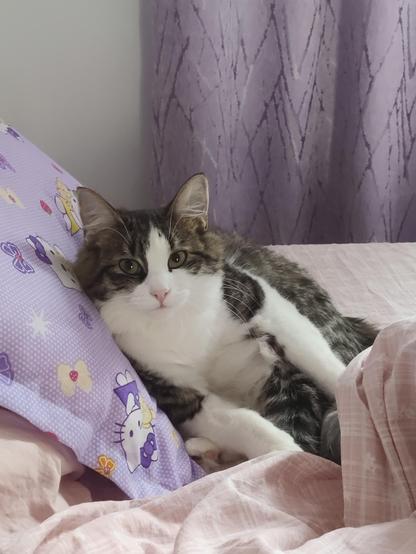 Betty the Cat