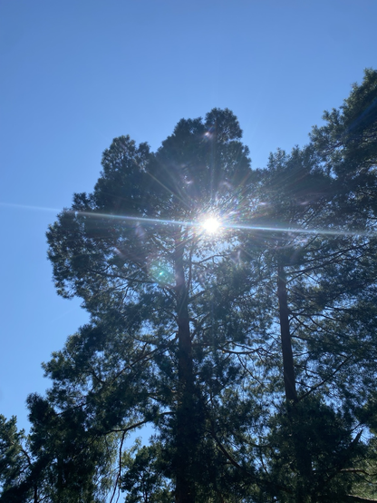 Sun shining through trees at Brandenburg last summer