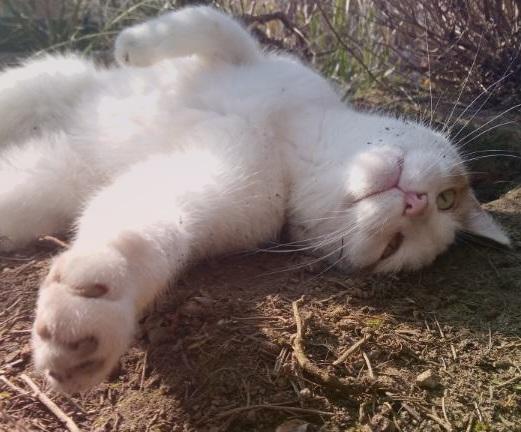 Eine Katze rollt sich in der Sonne im Dreck und schaut dabei in die Kamera.