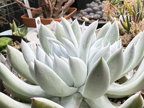 Dudleya pachyphytum