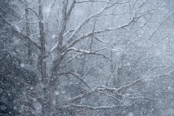 A winter scene of a prominent tree to the left of a scene during heavy snowfall. The scene has a soft, painterly feel to it with moderate contrast making for a subtle winter image. Hocking Hills, Ohio.