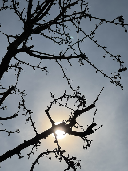 Sunshine through branches