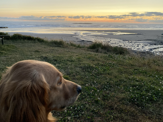 A headshot of a Golden Retriever looking at a sunset on a horizon at a beach 