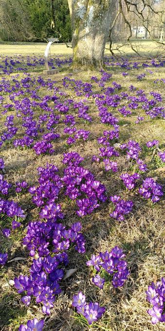 Blaue Krokus unter Magnolie