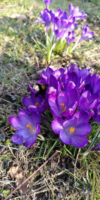 Hummel an Krokus