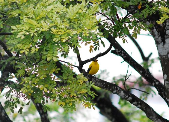 A yellow and black bird on a tree.