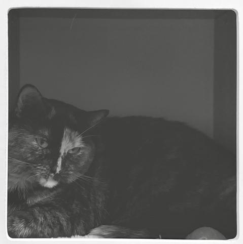 A half-asleep cat. The cat stares at the lens, comfortably settled in its nook that frames the image.