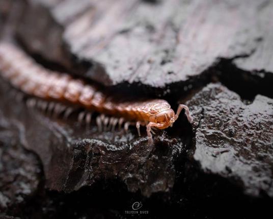 The millipede again, showing off its bendy antennae and eyeless head