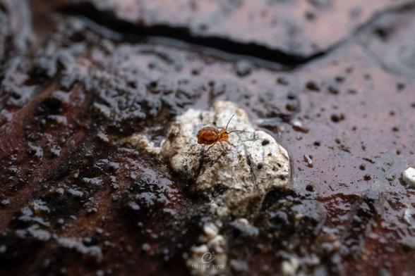 A very small orange and brown bug with a round body, long antennae, and small black eyes standing on a white part of a wet log.