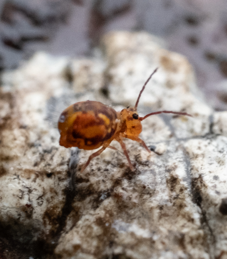 cropped close up view of the springtail, showing off its very round body and alien shaped head