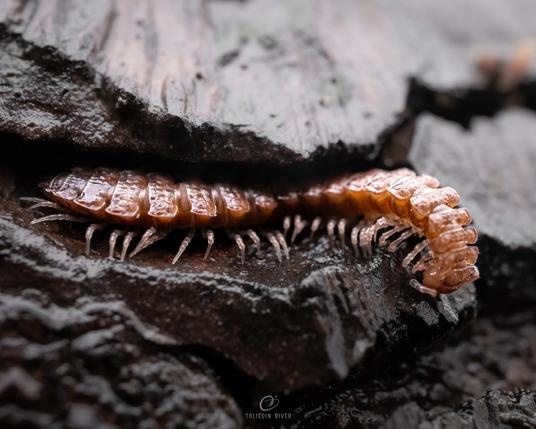 An orange millipede with visible segments segments and a non-trivial number of legs, crawling through a crack in a wet piece of wood.