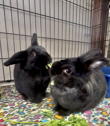 Two adorable black bunnies share a snack