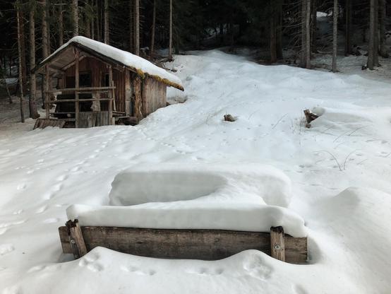 A tiny barn surrounded by snow in the woods
