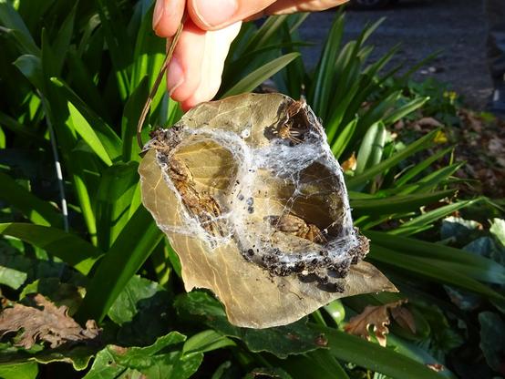 feuille avec plusieurs araignées et des restes de cocons