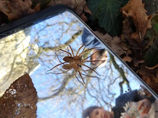 araignée beige foncé, tâche noire sur le dos longues pattes noires aux extrémités, posée sur un miroir