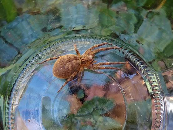araignée marron clair, gros corps, longues pattes dans un pot en verre