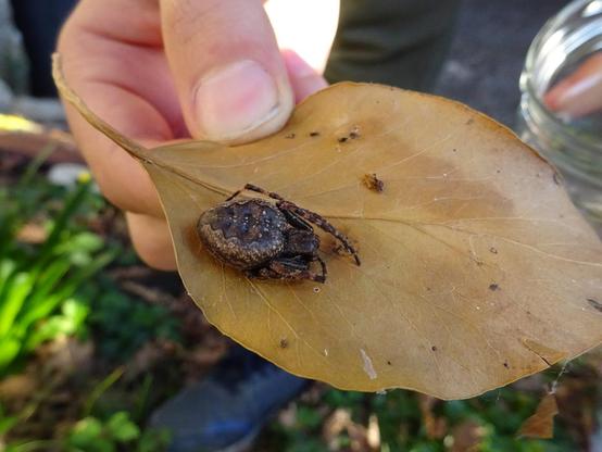 araignée trapue, marron et noire, posée sur une feuille