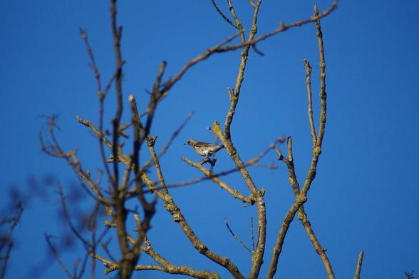 A photo titled "Fieldfare (74)", taken near Bridge 60A by Bruce Stokes on Flickr.
