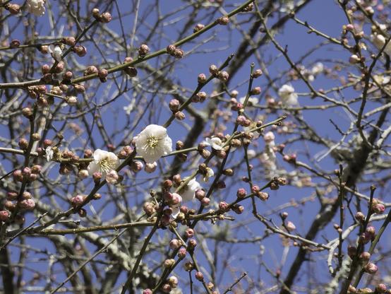 Small branches with pink buds and a few white flowers against a bright blue sky.

