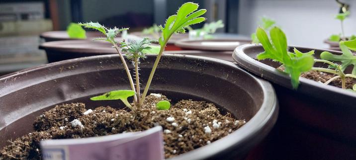 Close up of baby kale seeding in small pot under grow lights