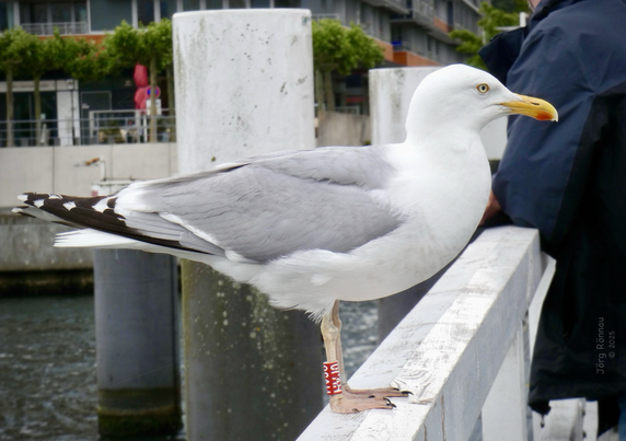 Das Bild zeigt eine Silbermöwe im Kieler Hafen, die auf einer weißen Reling sitzt. Die Möwe ist hauptsächlich weiß mit grauen Flügeln und hat einen roten Ring an einem Bein. Im Hintergrund sieht man Wasser und einen Teil eines Gebäudes. Ein Teil einer Person in dunkler Kleidung ist ebenfalls im Bild zu sehen.