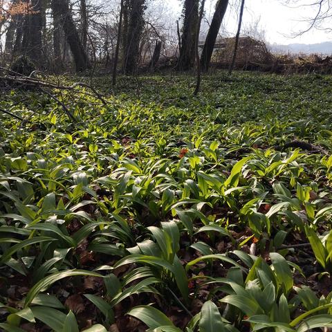 Lisière de forêt avec un par-terre de plants d'ail des ours