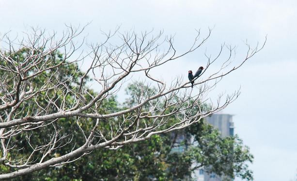 A pair of bluish-black birds with red beaks on a tree branch. 