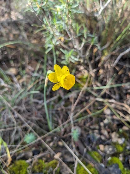 A beautiful yellow wild flower spotted during the race