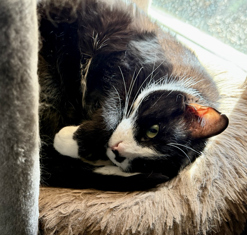 Remy, a cute shorthair tuxedo cat, looks at the camera with one green eye while curled up in a sunny spot on the cat tree. 