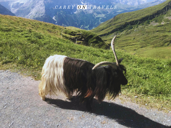 Goat near the Bachalpsee in Grindelwald