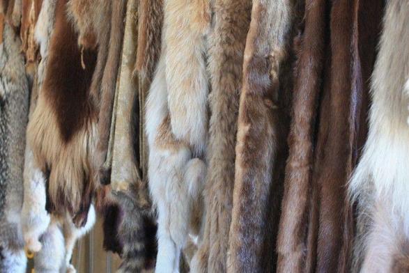 A selection of furs hanging from the rafters in the old storehouse at replica Fort Langley.