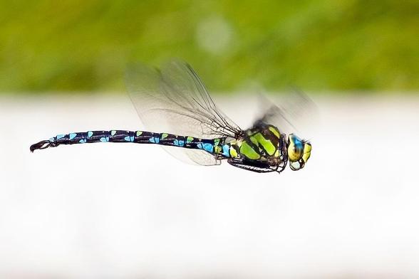 Foto de la libélula Aeshna cyanea en vuelo.