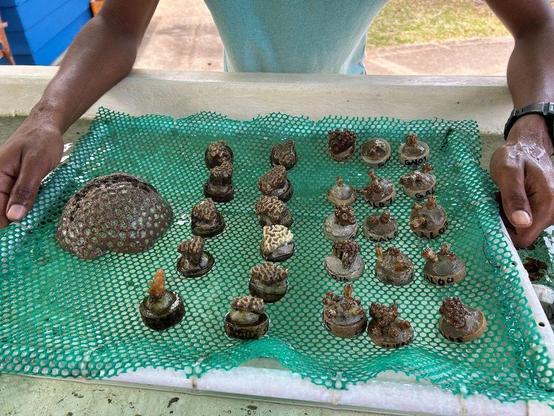two hands holding a tablet showing coral fragments on a net