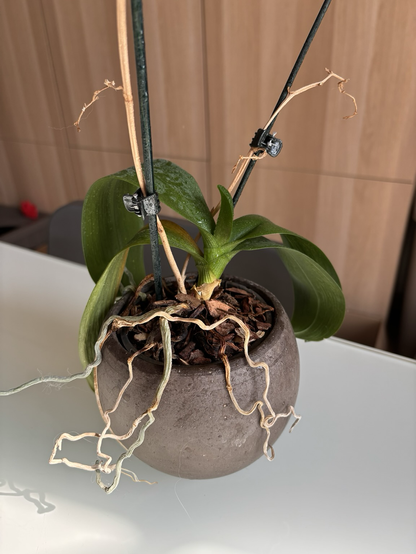 Orchidea che si sta seccando... perchè?