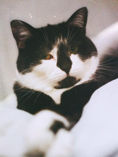 Un chat noir et blanc aux yeux mi-clos repose sur un duvet, affichant une expression de souveraineté et de sérénité absolue. Son regard impassible semble scruter son royaume invisible, tel un monarque félin régnant en silence sur son empire moelleux.