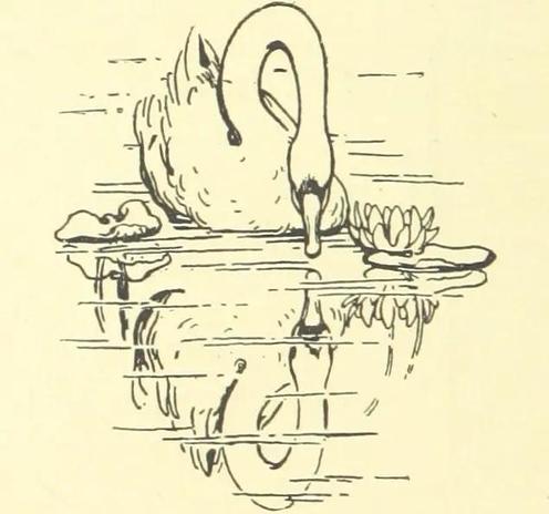 alt text: a line drawing of a swan against an off-white background.  The swan is on a lake next to a couple of plants, and is reflected in the water.