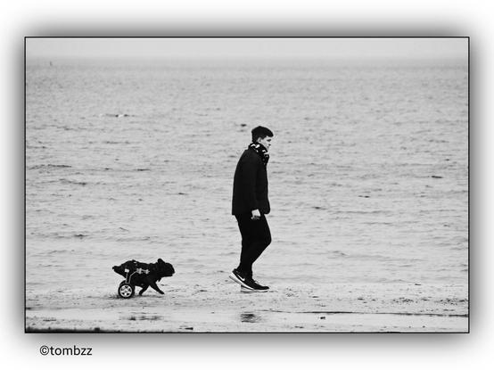 A young man walks along a beach with a dog in a specialized wheelchair designed for its hind legs. The dog's front legs are free to move, while the wheelchair supports its back legs, enabling mobility. In the background, the sea stretches out peacefully.