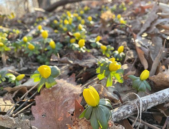 A woodland floor covered with dry brown leaves. Sunlight is pouring in from the back of the shot and from between the leaves many small bright yellow flowers with a sort of skirt of green leaves have emerged from between the dead leaves. The sunlight is striking them so it looks like each one is glowing. Something about them makes it look as if they're overjoyed to be above ground at last.