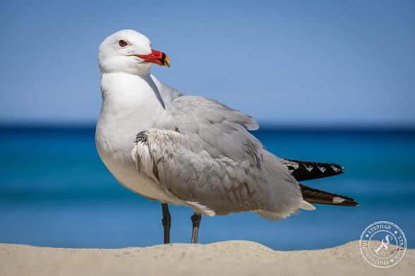 Yellow Legged Gull