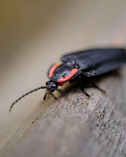A beetle with red stripes on its body, on a wooden railing with lots of background and foreground blur