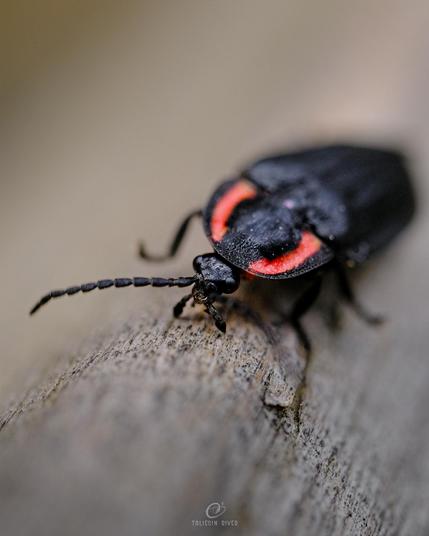 A beetle with red stripes on its body, on a wooden railing with lots of background and foreground blur