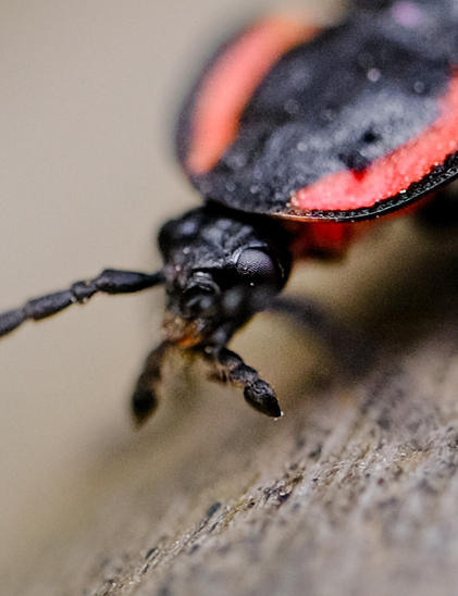 Cropped close up view showing detail of head and antennae