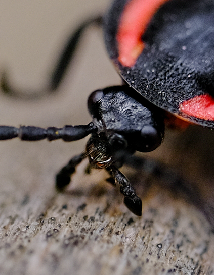 Cropped close up view showing detail of head and antennae