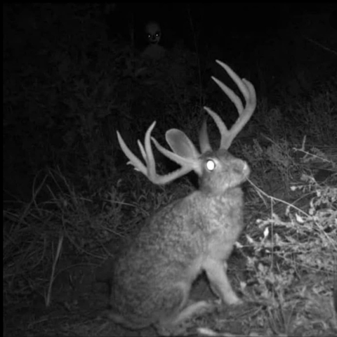 Jackalope: a free range jack rabbit sporting the horns of an antelope 