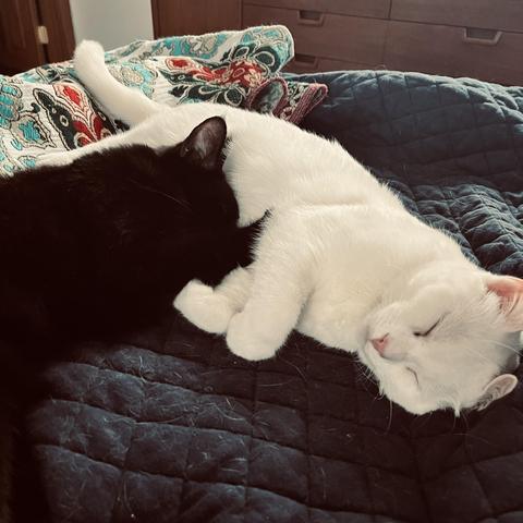 on a bed, a black cat and a white cat sleep together adorably