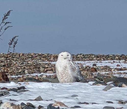 Historical Documentation in the form of a photograph of a snowy owl sitting on a rocky ground covered in snow at Yirrell Beach, Winthrop, MA . The owl is facing towards the right side of the image and its head is turned slightly to the left. It has a white body with black spots on its wings and tail. The ground is covered in a layer of snow and there are a few small rocks scattered around. In the background, there is a clear blue sky. The image was taken during the winter season.