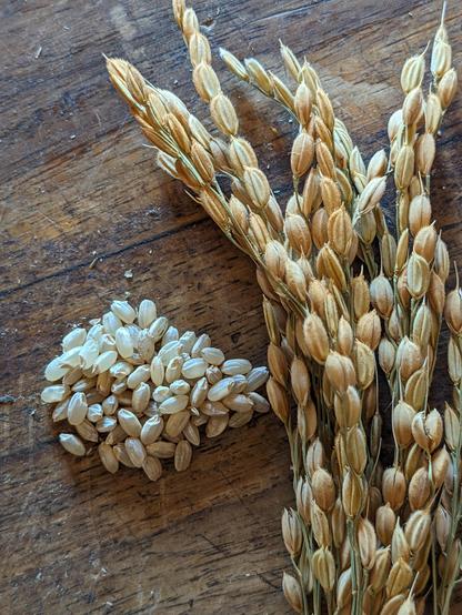 Russian dryland rice suitable for a temperate climate